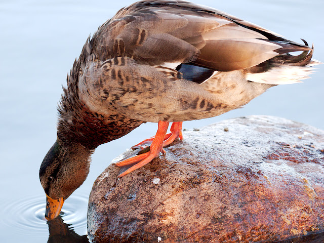 Stockente auf einem Stein