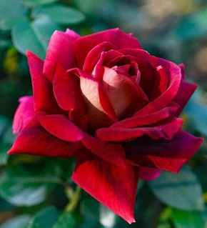 Red ROSE Images Free Download