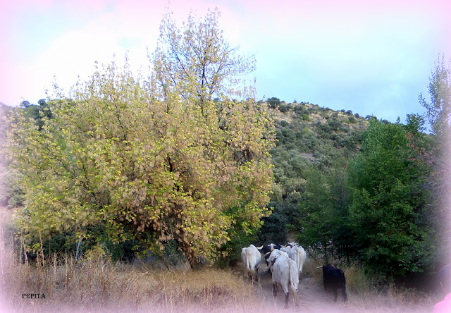 Lugros.Toros de la Peza