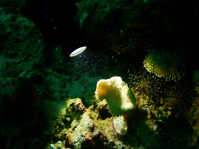 Chromodoris Kueni Nudibranch