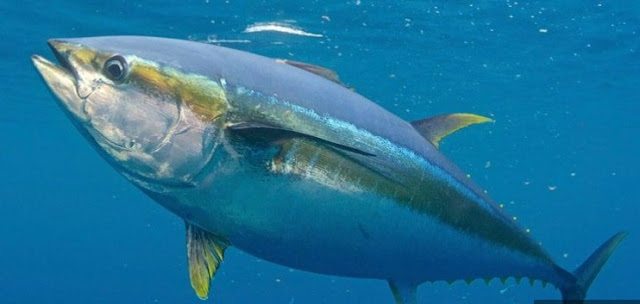 Penangkapan Tuna