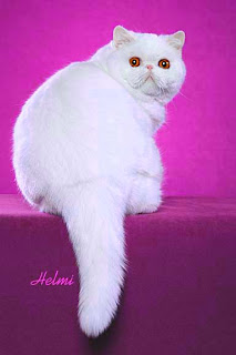 Cat Breeds, Funny Cat Exotic Shorthair Cat