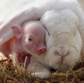 Funny animals of the week - 7 March 2014 (40 pics), rabbit and mini pig cuddling