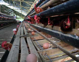 Peluang Usaha Beternak Ayam Petelur