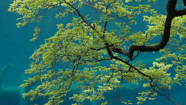 Wallpaper Tree, Branches, Leaves, Sky, Bottom View