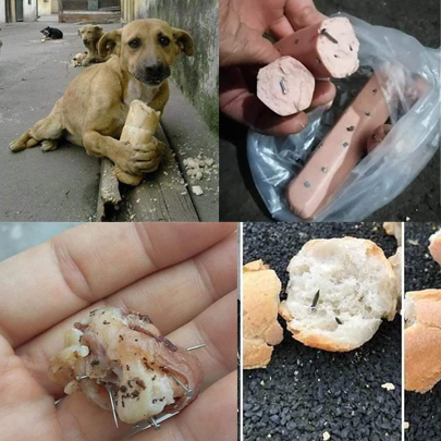 PREGOS DENTRO DE COMIDA É COLOCADO PARA CACHORROS COMEREM NA CIDADE DE PEREIRO CEARÁ