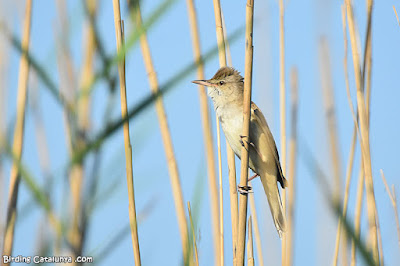 Balquer (Acrocephalus arundinaceus)