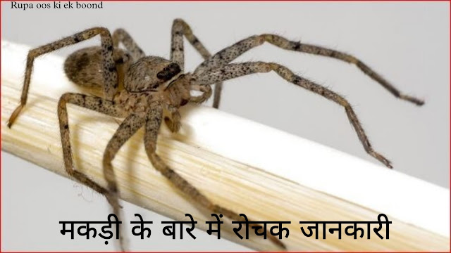 मकड़ी के बारे में 34 रोचक जानकारी || 34 Interesting facts about spider ||