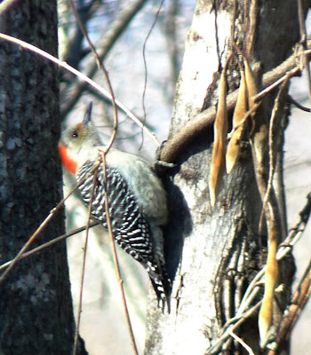 female red-bellied woodpecker