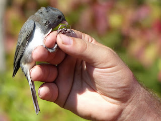 Junco hyemalis - Junco ardoisé