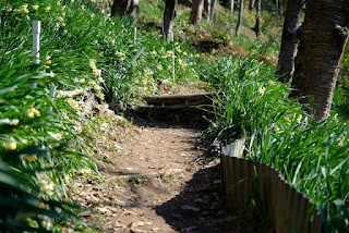 水仙の中に登山道