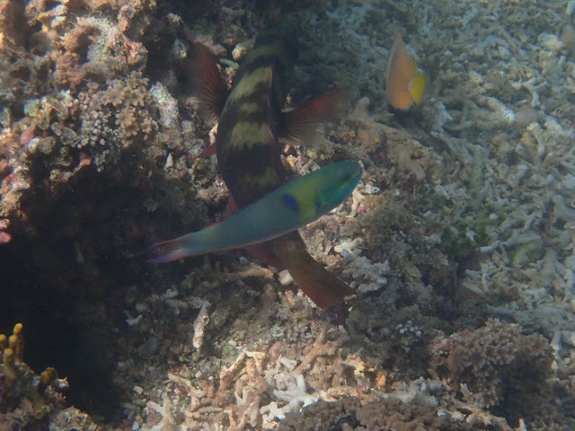 Thalassoma anblycephalum