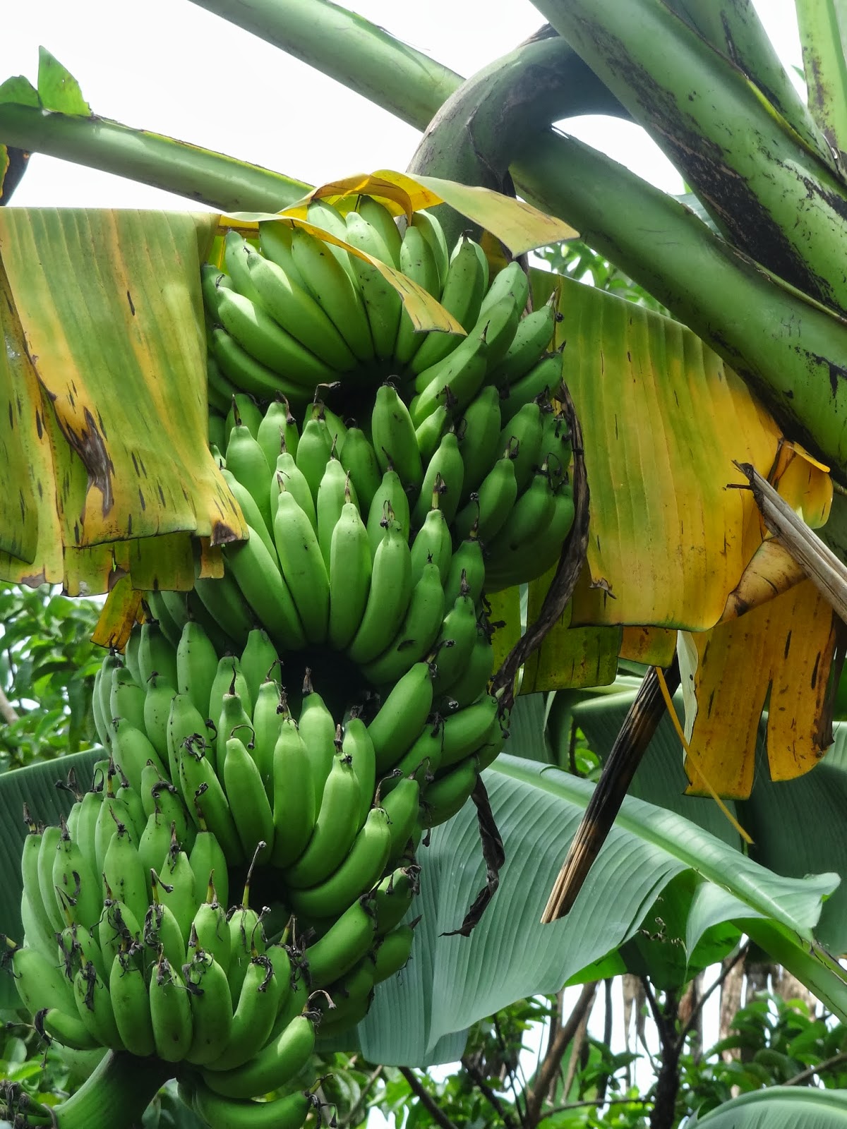 WARISAN NENEK Pokok Pisang Cili Padi dan Pokok Kopi