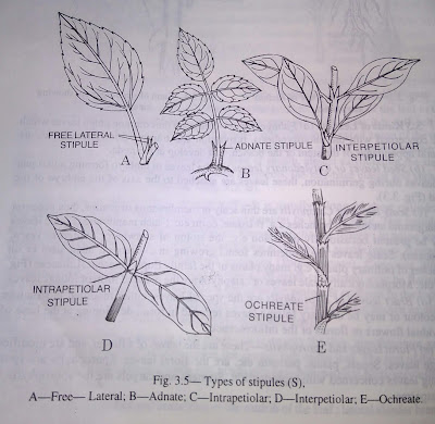 Leaf:stipule, STIPEL and structure of various leaf apices-digieduco