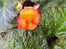 Begonias and Gesneriacea: Begonia Scarlanda