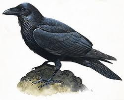 Raven image