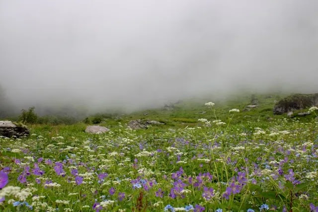 the Valley of Flowers Trek