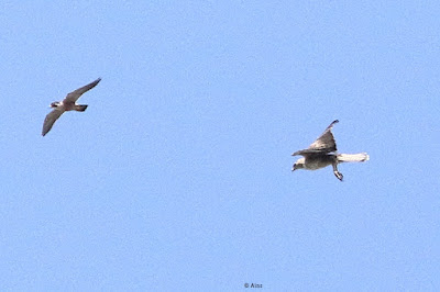 Bonelli's Eagle -  MOBBED BY SHAHEEN FALCON