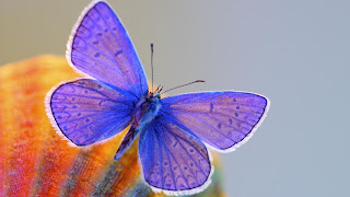 mariposas morada en una flor