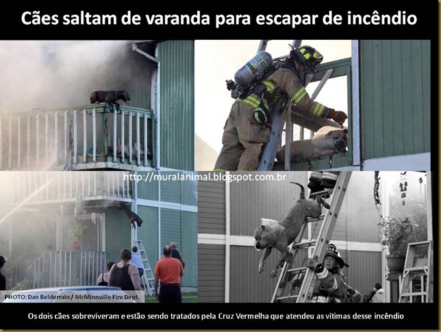 Cães saltam de varanda para escapar de incêndio