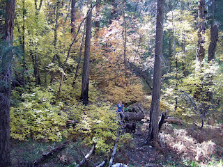 Marshall Gulch - Fall Foliage on Mt Lemmon