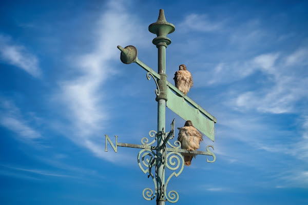Red-tailed hawk pair perched on weather vane.