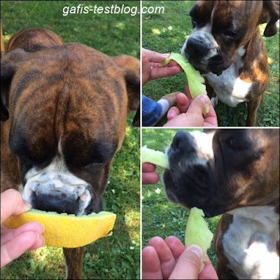 Boxer Amy frisst Melone