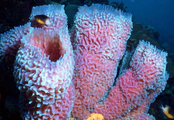  Avertebrata  Filum Porifera  ilmu kelautan