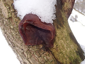 zima w górach, zimą na górskim szlaku, Pieniny, Biała Woda, wąwóz Homole, grzyby 2018, grzyby w grudniu, grzyby zimowe, uszaki bzowe, płomiennice zimowe, uszak skórnikowaty, kisielnica wierzbowa, ciżmówka