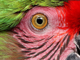 Macaw Parrot Wallpapers