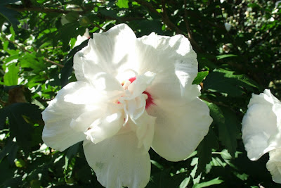 Hibiscus syriacus "China  Chiffon" Rose of Sharon by garden muses: a Toronto gardening  blog