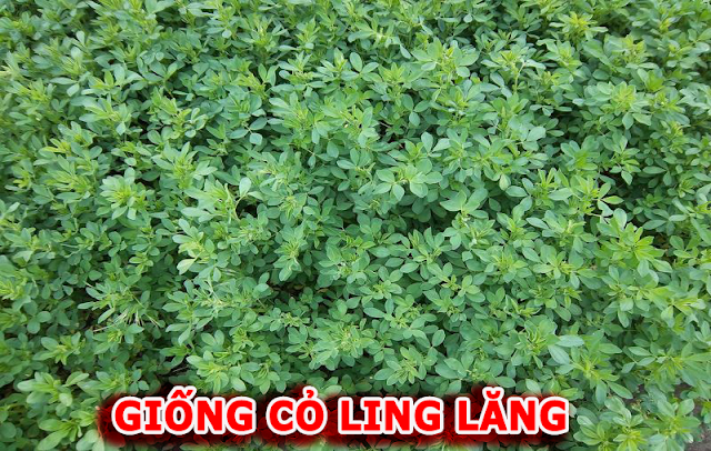 Danh sách các loại giống cỏ nuôi gà tốt nhất hiện nay