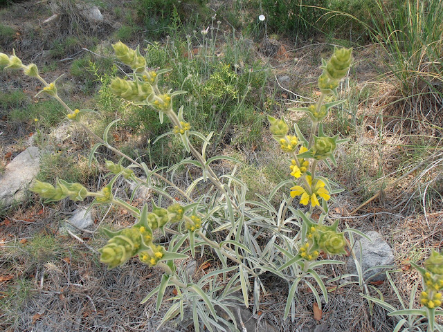 CANDILERA: Phlomis lychnitis