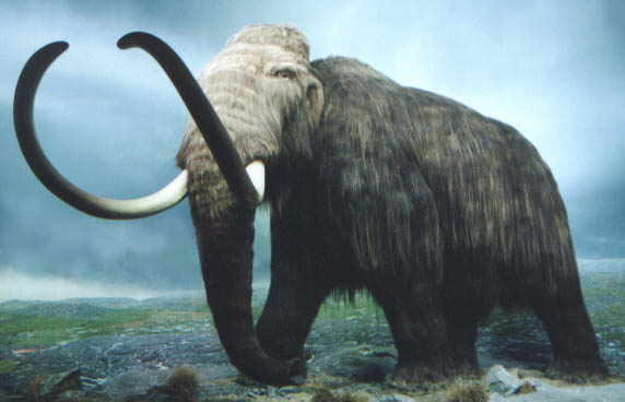 WOOLLY MAMMOTH