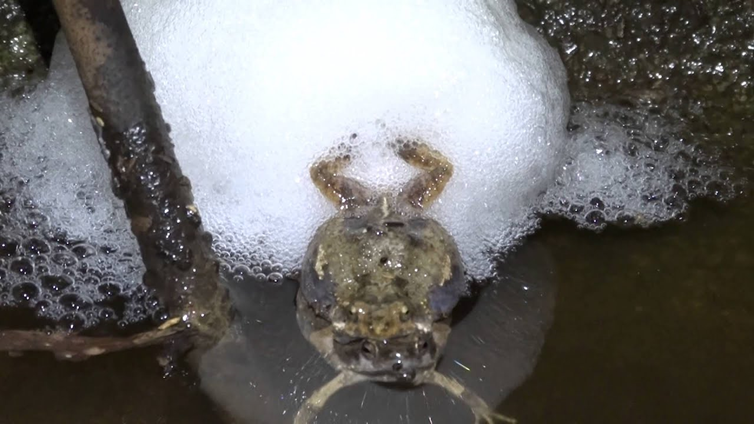 Nido de espuma de Engystomops pustulosus (YouTube).