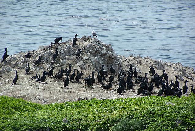 Point Lobos - Sea Birds Photos...