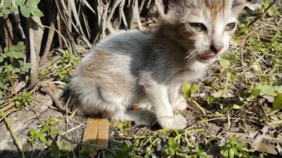 Cute sad small baby cat photo