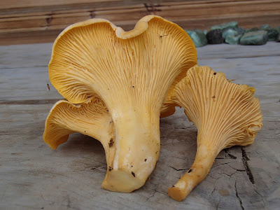 Orawa, Lipnica Wielka, Babia Góra, grzyby lipcowe, pieprznik jadalny, Cantharellus ciborius, pieprznik blady, Cantharellus pallens