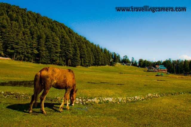 My adventurous self finally took over this March and I headed to the hills. Dalhousie beckoned me with its tantalising name and fame. During my three days two nights stay in Dalhousie, I stole a day to visit Khajjiar and Chamba. I am so glad that I did. Khajjiar is unbelievable. Who would have imagined this expansive pastureland surrounded by Deodars right in the middle of a Very Hilly Terrain.
When I reached there, blissfully, there wasn't much crowd. Usually, the entire ground is full of people. In this paricular Picture, the absence of human activity helps in emphasizing the magnificient Deodars.A close up of Deodars. Look at the two men on the left to get an idea of the sizes of these giant trees.A Colorful bridge leading up to the middle of the lake.Hills reflected in the water of the lake. Me on the Bridge. My guide obliged me with by clicking this picture.A horse grazing peacefully. I don't think I have ever got so close to one except at weddings.Another Horse. This one was rather skinny though considering the amount of fresh grass it has access to.Cloud rising out of the hills reflected in the lake. There were several beautiful buildings around the ground. Many of these were restaurants.Me next to a broken bridge. A Philosophical Setting.Chamba, Colorful, Hill Stations, Hills, Himachal Pradesh, Holidays, Lakes, Nature, Sky, Snow Covered Hills, Trek, Khajjiar: Posted by Vibha Malhotra on www.travellingcamera.com:Mesmerising Khajjiar