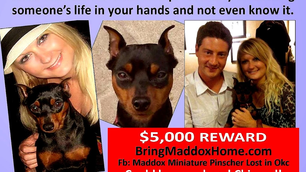 Mini Pinscher Craigslist Pasteurinstituteindia Com