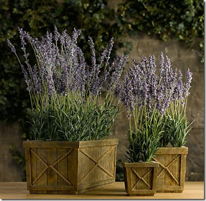 Restoration Hardware- faux lavender