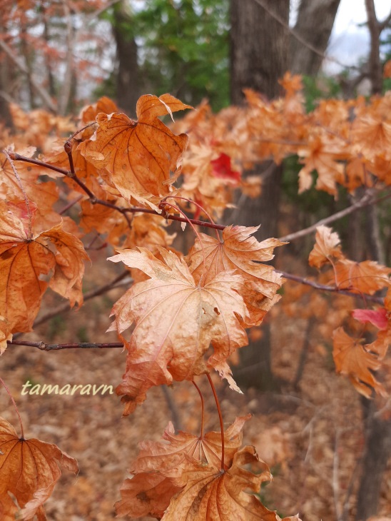 Клён ложнозибольдов (Acer pseudosieboldianum)