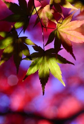 Autumn
