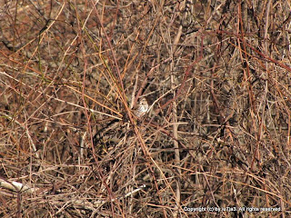 Song Sparrow