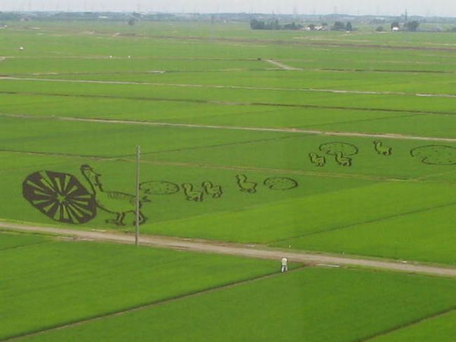 Japanese Rice Field Creative Art Work - AmAzing Photos Seen On lolpicturegallery.blogspot.com