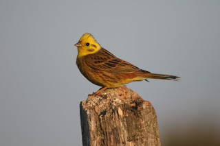 Male Yellowhammer