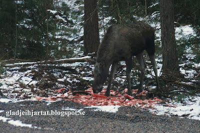 älg, älgar, farstorp, Sösdala, vacker natur