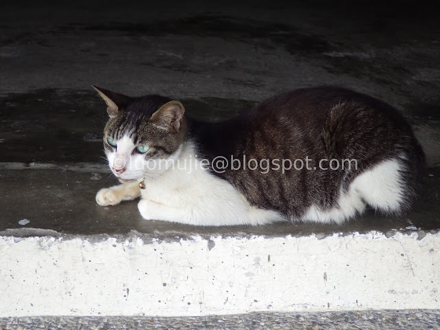 Houtong Cat Village