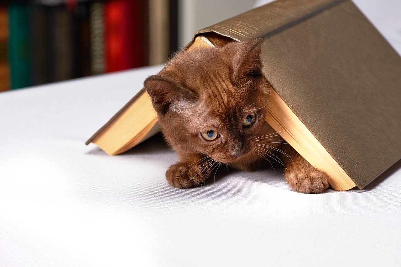 Gambar kucing dengan buku