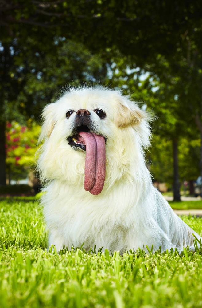 Longest Tongue Funny Dog Picture